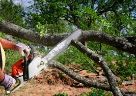 Best Tree Removal  in San Castle, FL